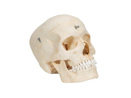 1000062 model lebky A281