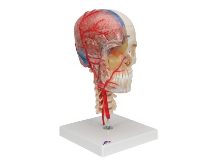 A283 členěná lebka