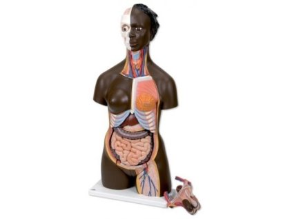 Torso tmavé pleti, dvojí pohlaví, 24 částí