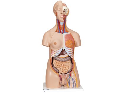 Deluxe torso, dvojí pohlaví, 24 částí