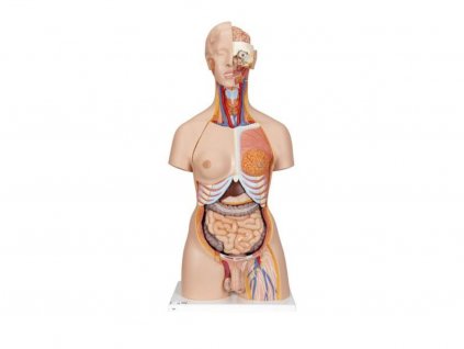 deluxe torzo s otevrenymi zady