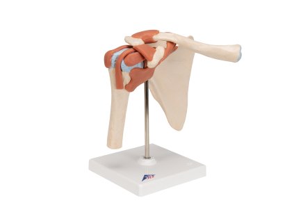 Funkční model ramenního kloubu deluxe