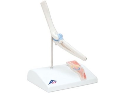 Mini model loketního kloubu s průřezem