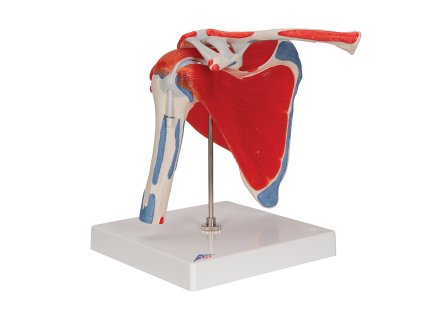 A880 1000176 ramenní kloub