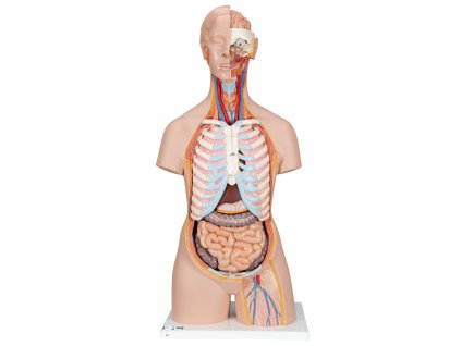 B17 01 1200 1200 Classic Unisex Human Torso Model with Open Back 21 part