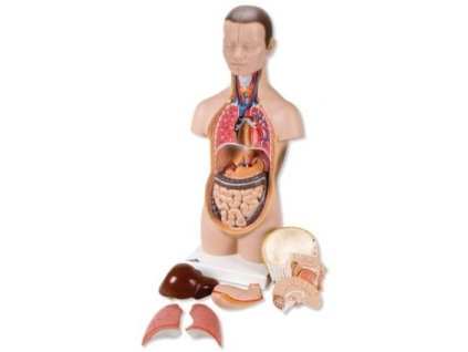 Mini torso, 12 částí