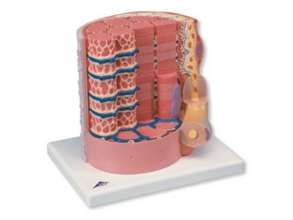 3B MICROanatomy model svalového vlákna