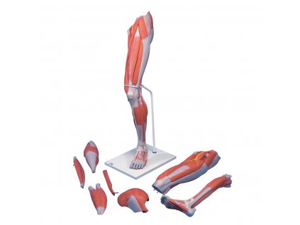 Model dolní končetiny se svaly, 7 částí