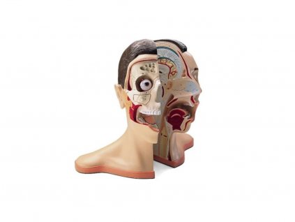 Hlava a krk, 5 částí