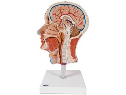 Polovina hlavy se svalstvem