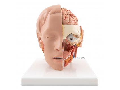 Model hlavy, 6 částí