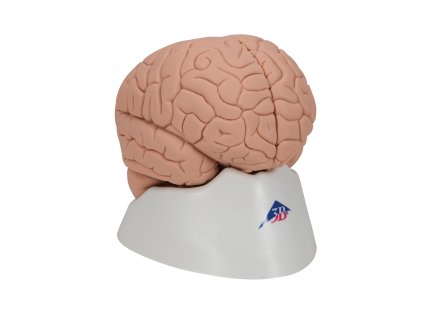 C15 1 02 1200 1200 Introductory Human Brain Model 2 part 3B Smart Anatomy