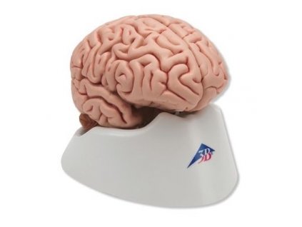 Klasický mozek, 5 částí