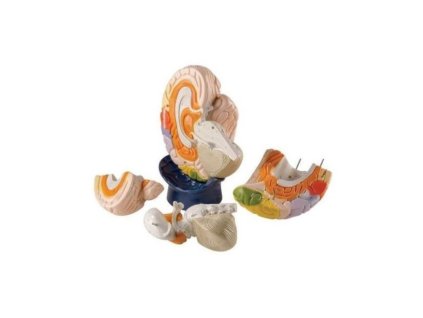 Zvětšený model funkčního centra mozku, 4 části