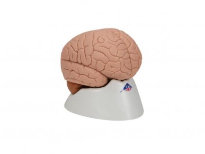 Model mozku