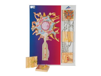 C40 01 1200 1200 Human Nervous System Model Set Physiology of Nerves