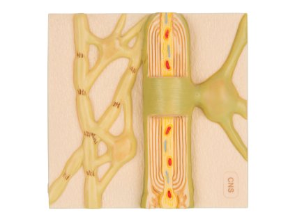 C40 2 01 1200 1200 Myelin Sheaths of the CNS