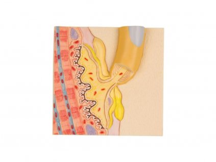 Motorické zakončení