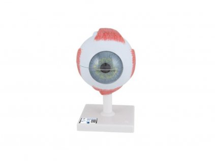 Model oka, 5× zvětšeno, 6 částí
