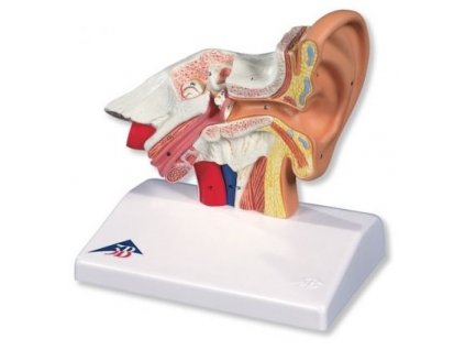 Stolní model ucha, 1,5 krát zvětšený
