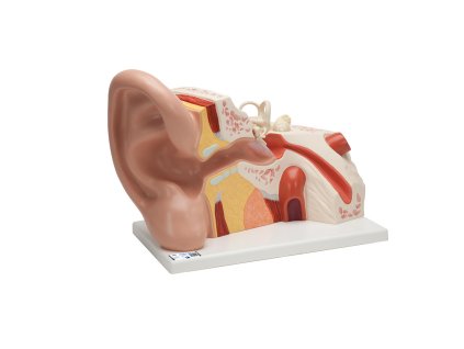 VJ513 01 1200 1200 Giant Ear Model 5 times Full Size 3 part 3B Smart Anatomy