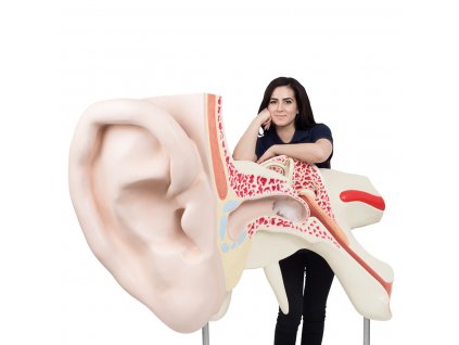 VJ510 01 1200 1200 Worlds Largest Ear Model 15 times Full Size 3 part 3B Smart Anatomy
