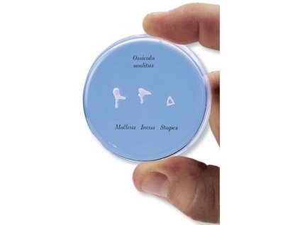 Sluchové kůstky v životní velikosti