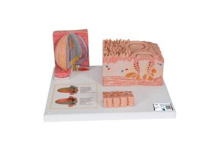 D17 01 1200 1200 3B MICROanatomy Human Tongue Model