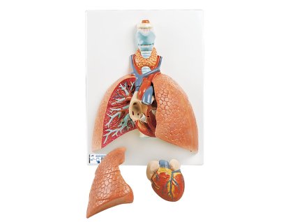 VC243 01 1200 1200 Lung Model with Larynx 5 part 3B Smart Anatomy