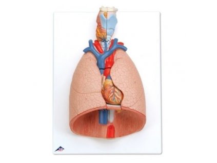 Model plíce s hrtanem, 7 částí