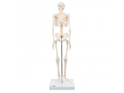 Zmenšený model lidské kostry Shorty