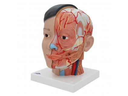 Anatomický model hlavy a krku