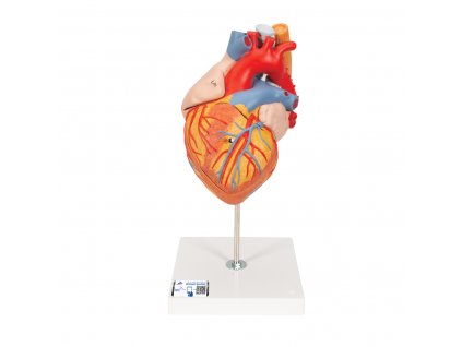 Model srdce s jícnem a průdušnicí