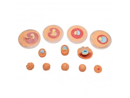 Model vývoje embrya - 12 stádií