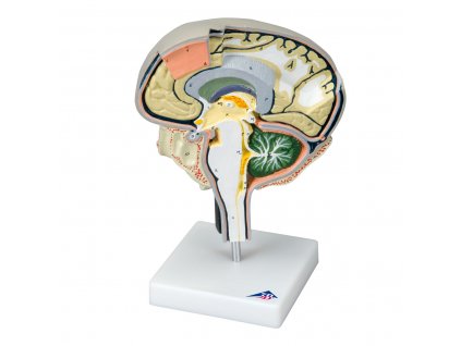 Model řezu mozku