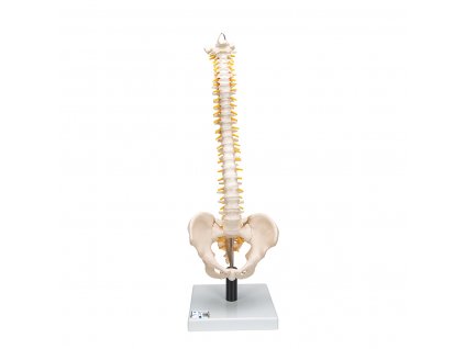 Model páteře s měkkými ploténkami