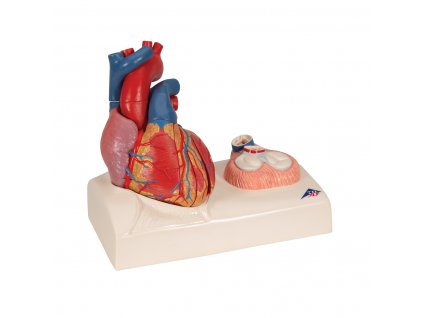 Model srdce  v životní velikosti - 5 částí