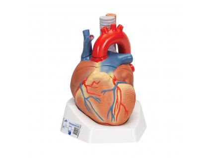 Model srdce, 7 částí