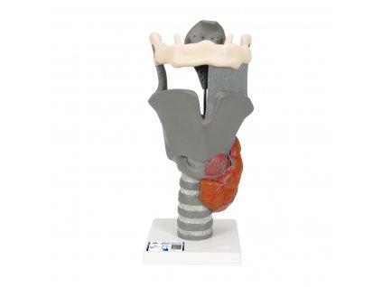 Funkční model hrtanu - 2,5x zvětšený