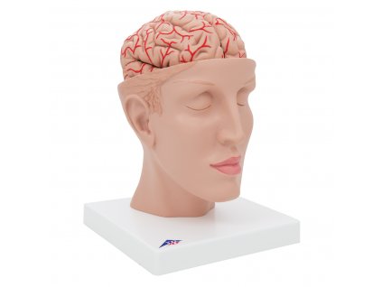 Model lidské hlavy s rozkládacím mozkem