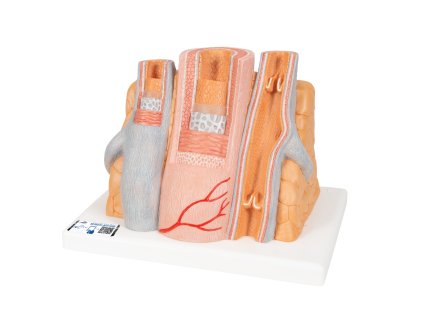 3B MICROanatomy model tepny a žíly
