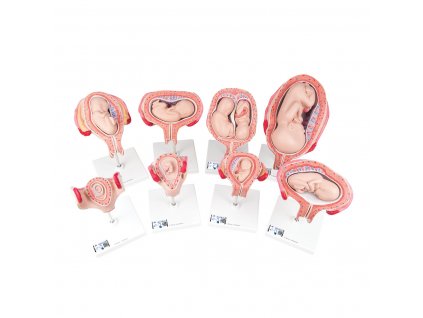 Sada modelů těhotenství - 8 částí