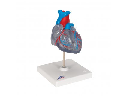 Model srdce s vodivým systémem