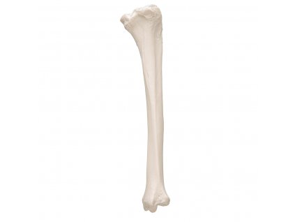 Model holenní kosti