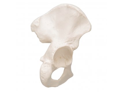 Model kyčelní kosti