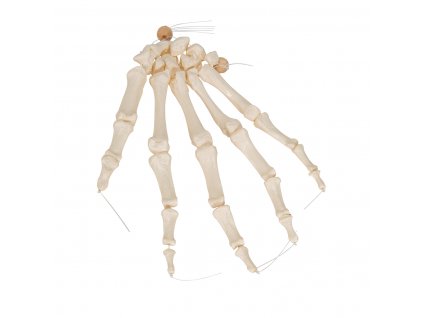 Flexibilní model kostry ruky