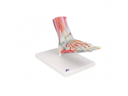 Model kostry lidské nohy s vazy a svaly