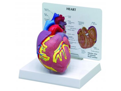 Model srdce - 2 části