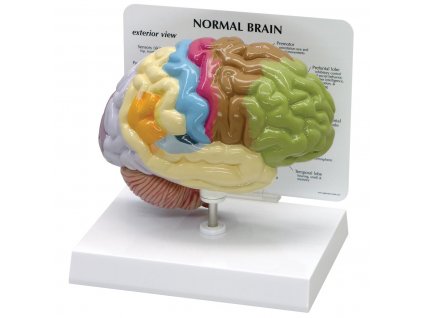 Anatomický model poloviny mozku