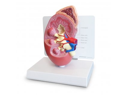 Model řezu lidské ledviny